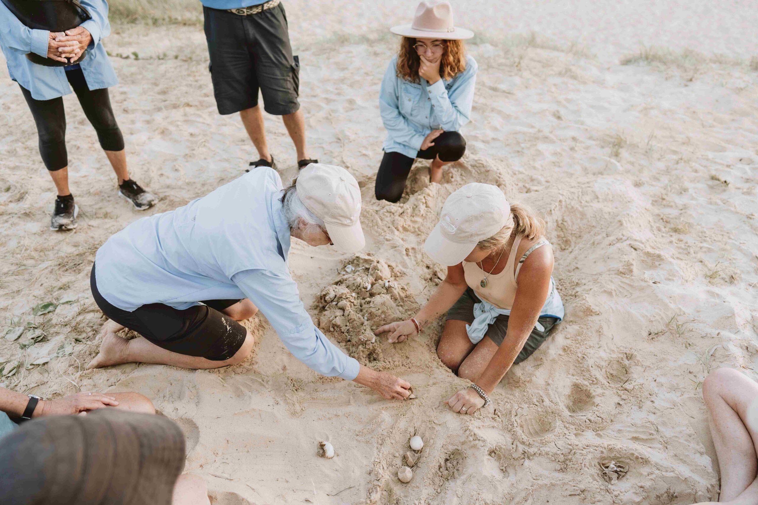 Volunteers digging turtle nest at Buddina Beach.