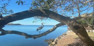 Photographer Rene Lyonnais took this photo of an egret at Golden Beach