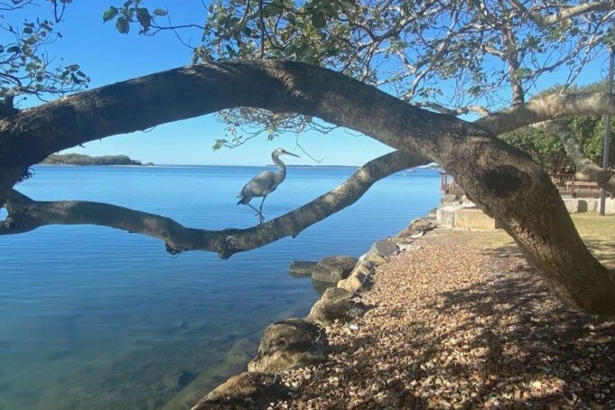 Photographer Rene Lyonnais took this photo of an egret at Golden Beach