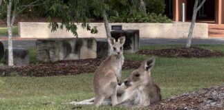 Photo of the day a wallaby and her joey on the grounds at University of the Sunshine Coast photographer Ruth Fiechtner