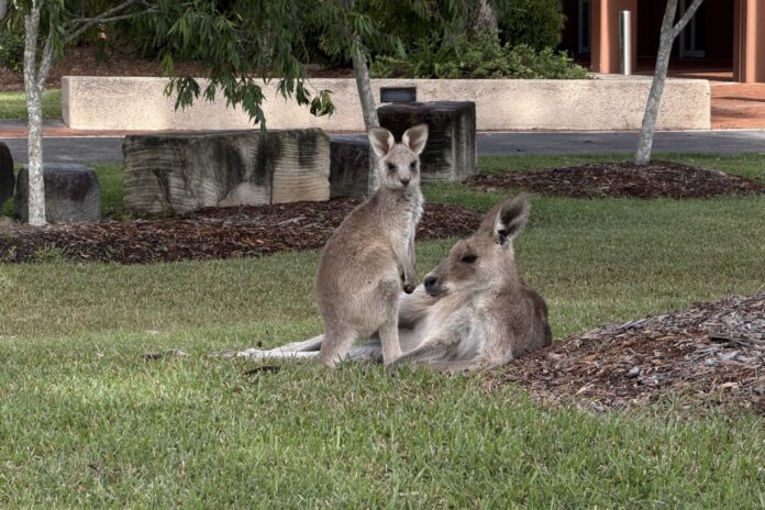 Photo of the day a wallaby and her joey on the grounds at University of the Sunshine Coast photographer Ruth Fiechtner