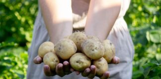 As the International Day of the Potato approaches, Jane Stephens offers food for thought to those who choose to pooh-pooh the humble vegetable