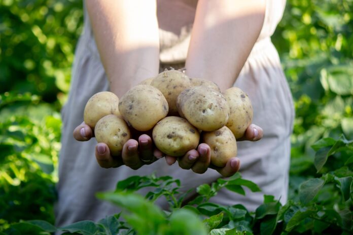 As the International Day of the Potato approaches, Jane Stephens offers food for thought to those who choose to pooh-pooh the humble vegetable