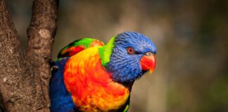 A rainbow lorikeet.