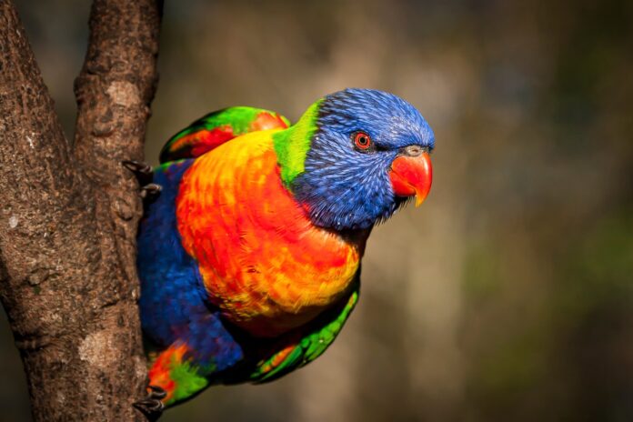 A rainbow lorikeet.