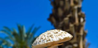 Close-up photo of a mushroom.