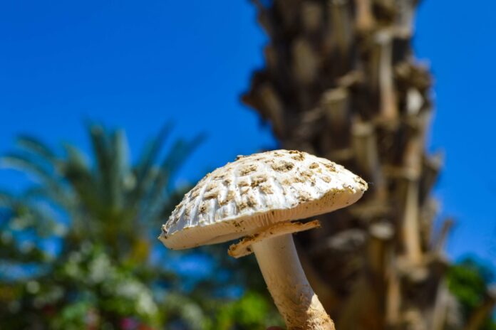 Close-up photo of a mushroom.