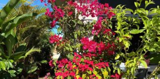 Photo of the day photographer Peter Correya captured the beauty of this lush subtropical garden at Palmview