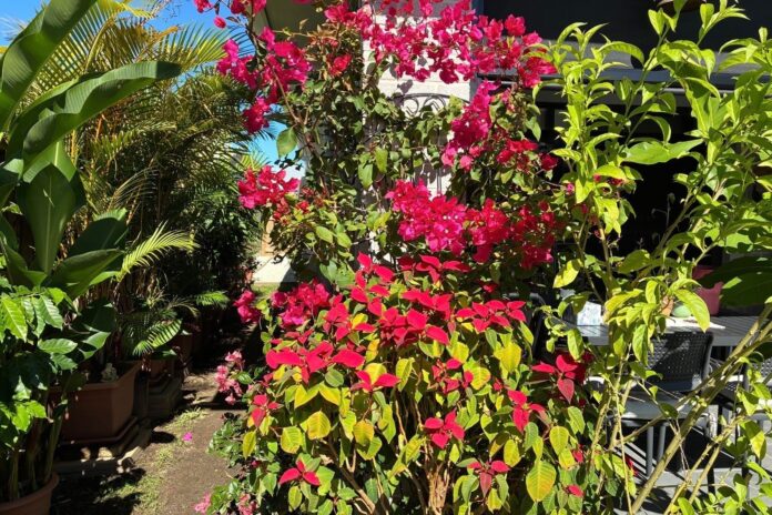 Photo of the day photographer Peter Correya captured the beauty of this lush subtropical garden at Palmview