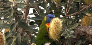 Photographer Ruth Fiechtner captured this lorrikeet feeding off banksia