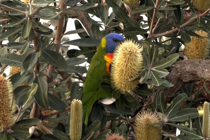 Photographer Ruth Fiechtner captured this lorrikeet feeding off banksia