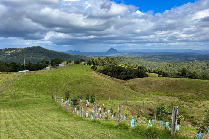 More than 2600 native plants have been planted across the park. Picture: Supplied