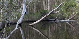 Photo of the day by photographer Ruth Fiechtner of a bushwalk at Lake Weyba