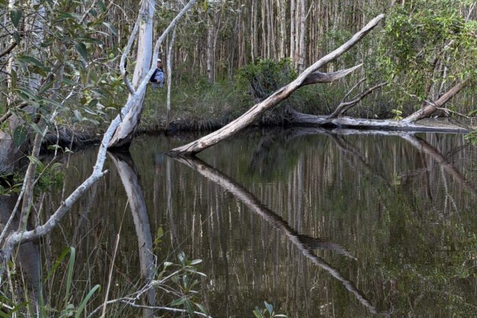 Photo of the day by photographer Ruth Fiechtner of a bushwalk at Lake Weyba