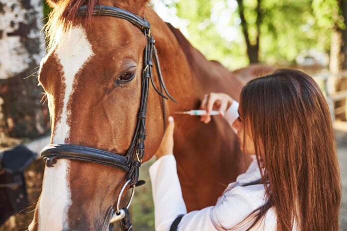 vet administering an injection to horse.