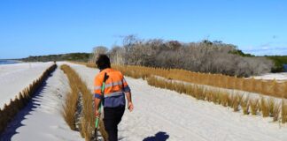 Rows of plants alongside the recently installed fences on Bribie Island.