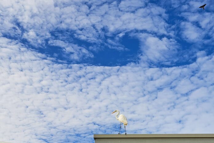 Photographer Maureen Brook took this photo of birds on a rooftop at Buderim