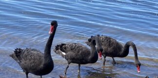 Ruth Fiechtner photographed these black swans Pelican Waters