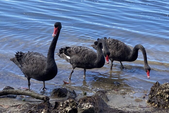 Ruth Fiechtner photographed these black swans Pelican Waters