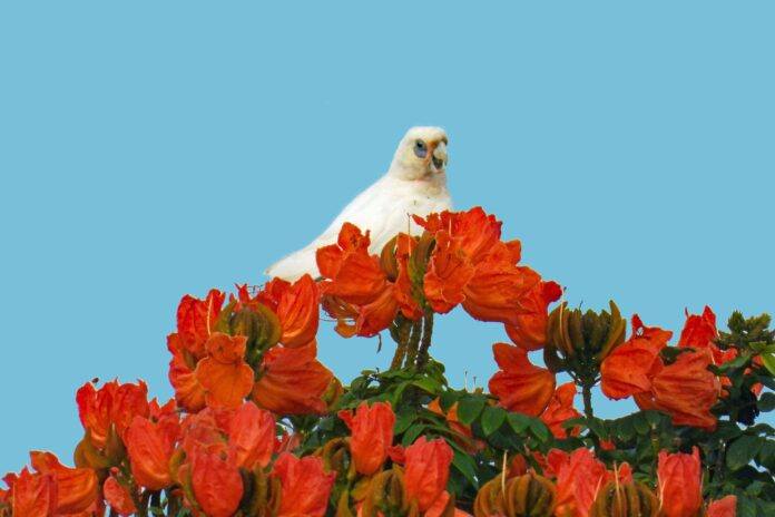 Photographer Sandy Gillis little corella on top of a tulip at Bli Bli