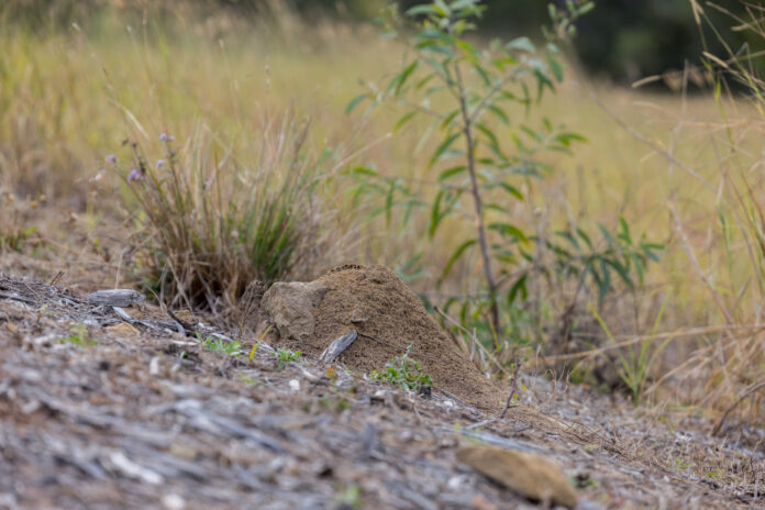 A fire ants nest.