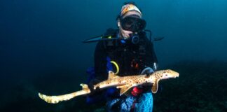 Dr Christine Dudgeon with the new species of walking shark. Picture: Nesha Ichida