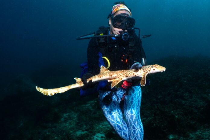 Dr Christine Dudgeon with the new species of walking shark. Picture: Nesha Ichida