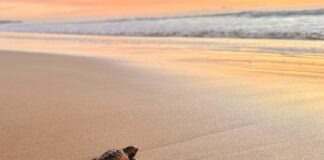 A turtle on the beach.