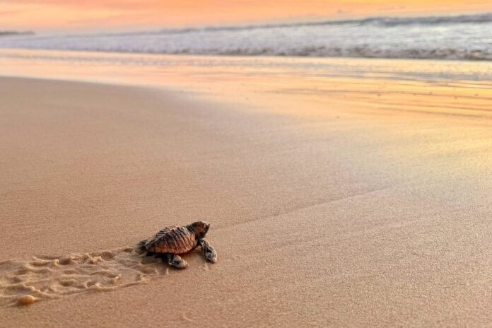 A turtle on the beach.