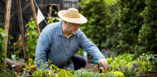 Middle aged man tending his garden beds. Shutterstock.