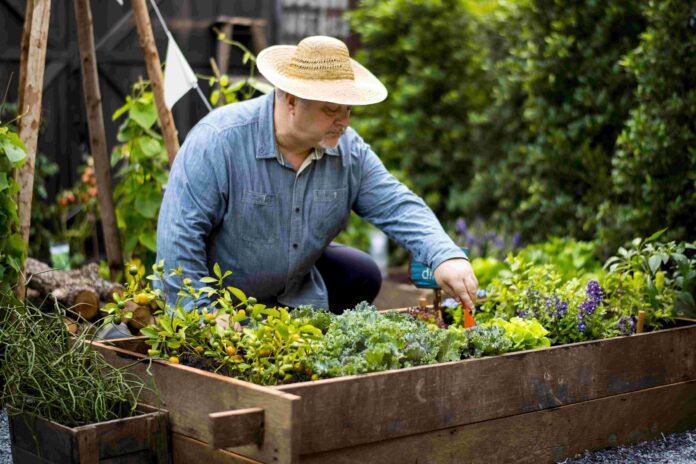 Middle aged man tending his garden beds. Shutterstock.
