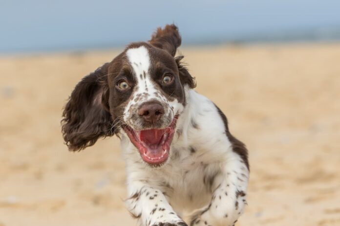 dog running on beach. Pic Shutterstock