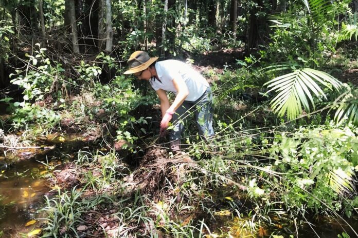 Megan Van Dam undertaking remedial works at her Palmwoods property.