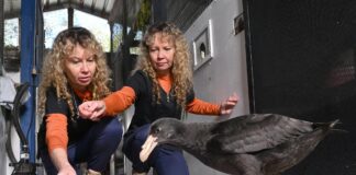 Twins Bridgette and Paula Powers from Twinnies Pelican and Seabird Rescue are seen looking after a rescued Northern Giant Petrel at their facility in Landsborough. They are expanding their quarantine facility as a precaution in anticipation of more sick birds arriving. Picture: AAP.