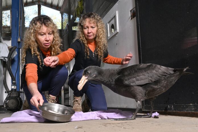 Twins Bridgette and Paula Powers from Twinnies Pelican and Seabird Rescue are seen looking after a rescued Northern Giant Petrel at their facility in Landsborough. They are expanding their quarantine facility as a precaution in anticipation of more sick birds arriving. Picture: AAP.