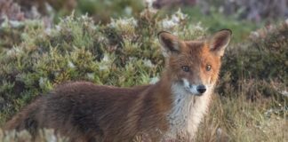 A fox.