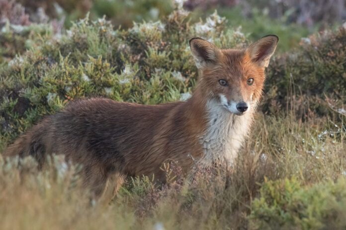 A fox.