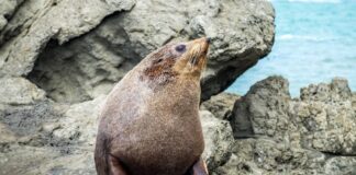 Fur seal sunning itself on sea rocks in New Zealand. Picture: Shutterstock.
