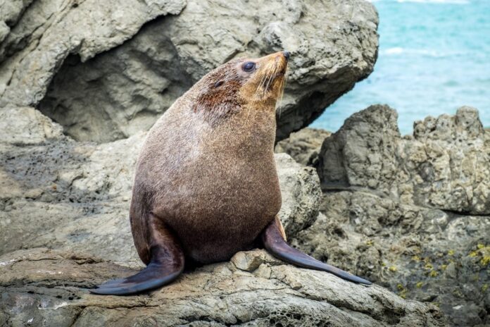 Fur seal sunning itself on sea rocks in New Zealand. Picture: Shutterstock.