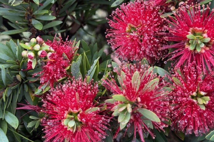 Pink callistemon bush with raindrops taken by photographer Ruth Fiechtner