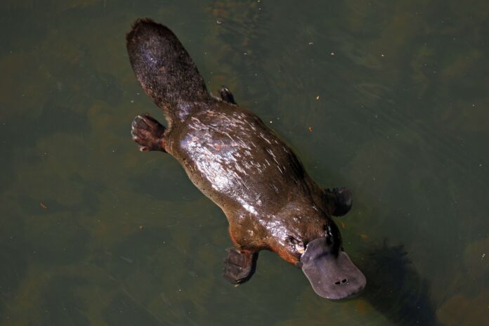 Photo of the day Dick Midgley platypus at Maleny
