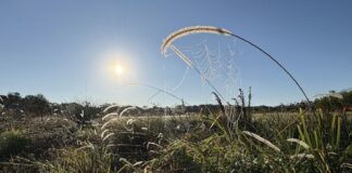 Photo of the day Emily Walling spiderwebs Palmview