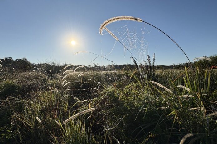 Photo of the day Emily Walling spiderwebs Palmview