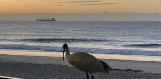 Photo of the day Lesley Evans Ibis at Coffee Cat,. Kings Beach