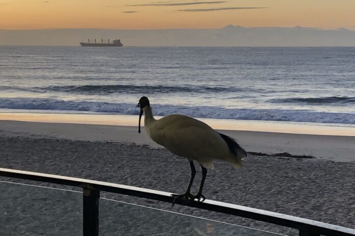 Photo of the day Lesley Evans Ibis at Coffee Cat,. Kings Beach