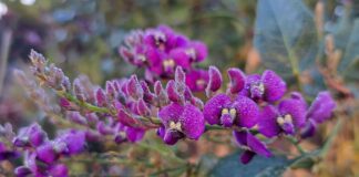Photo of the day Maureen Brook native sarsaparilla