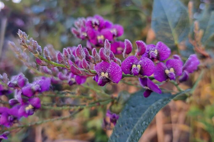 Photo of the day Maureen Brook native sarsaparilla