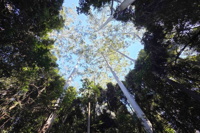 Photo of the day by Nick Collins tree canopy D'Aguilar National Park
