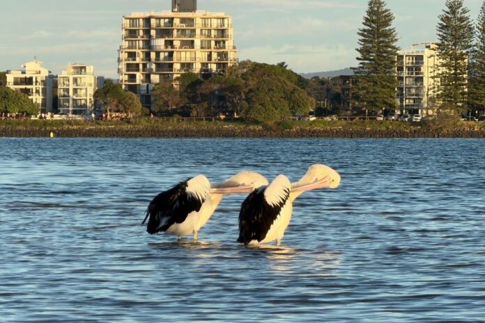 photo of the day Ruth Fiechtner preening pelicans