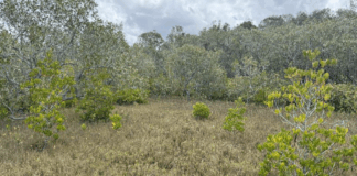 Salt couch surrounded by mangroves in one of five approved donor areas.